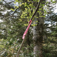 平ヶ岳の登山道に巻かれたピンクテープと木々の写真