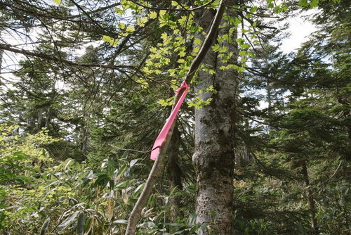 平ヶ岳の登山道に巻かれたピンクテープと木々