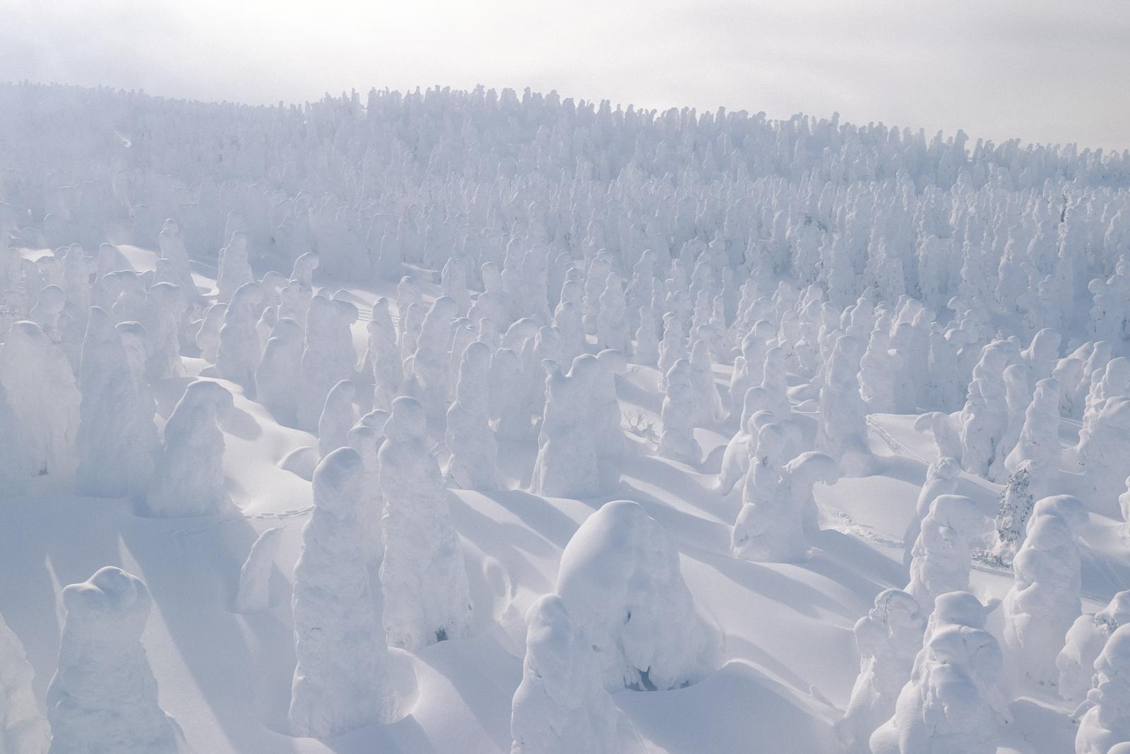 蔵王のロープウェイから見下ろした樹氷に覆われた雪山の景観