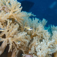 オレンジ色の珊瑚に群がるイエローストライプドカーディナルフィッシュの写真