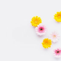 白背景に散らばるピンクと黄色のガーベラの花の写真