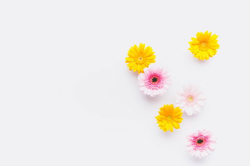 白背景に散らばるピンクと黄色のガーベラの花