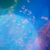 淡いボケ越しに咲くコスモスの花、ピンク色が重なる秋の風景の写真