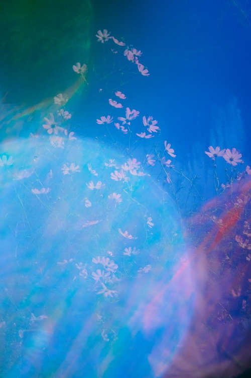 淡いボケ越しに咲くコスモスの花、ピンク色が重なる秋の風景