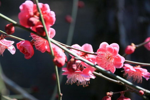枝に咲く紅梅