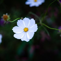 天を仰ぐ白いコスモスの花、秋の花畑に咲く一輪の写真