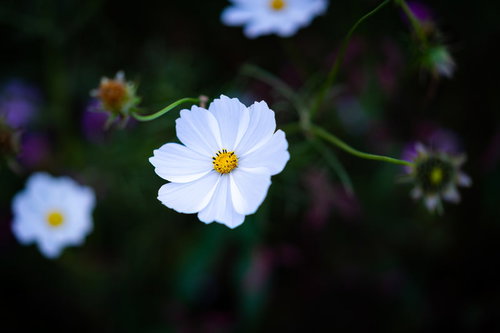 天を仰ぐ白いコスモスの花、秋の花畑に咲く一輪
