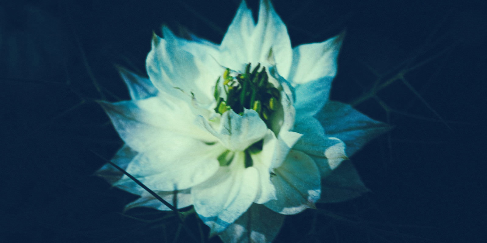 青い背景に白い花びらの開花間近の花が咲いている写真