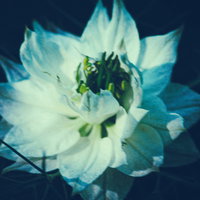 開花間近の白い花びらとグラデーション背景の写真