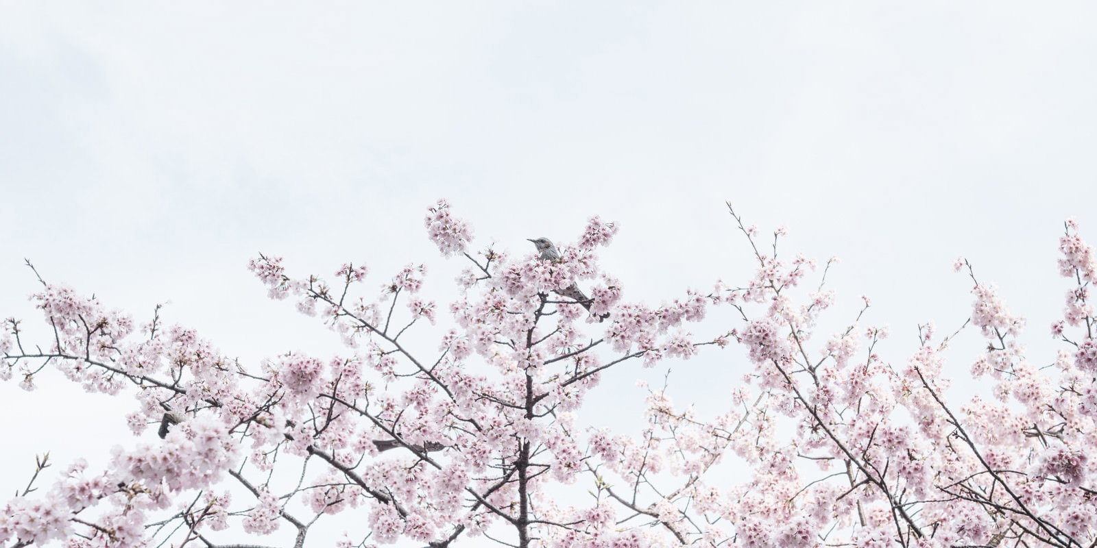 A small songbird perched on the branch of a cherry tree in full bloom with pale pink flowers