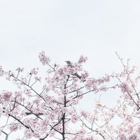 満開の桜の枝に止まる野鳥の春景の写真