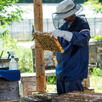 防護服を着た養蜂家が蜜蜂の巣板をチェックの写真