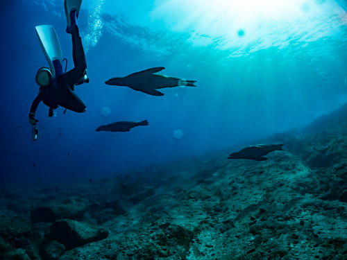 海中でアシカと泳ぐスキューバダイバーと海底の岩場