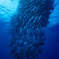 ギンガメアジの大群が竜巻状に群れ泳ぐ海中の写真