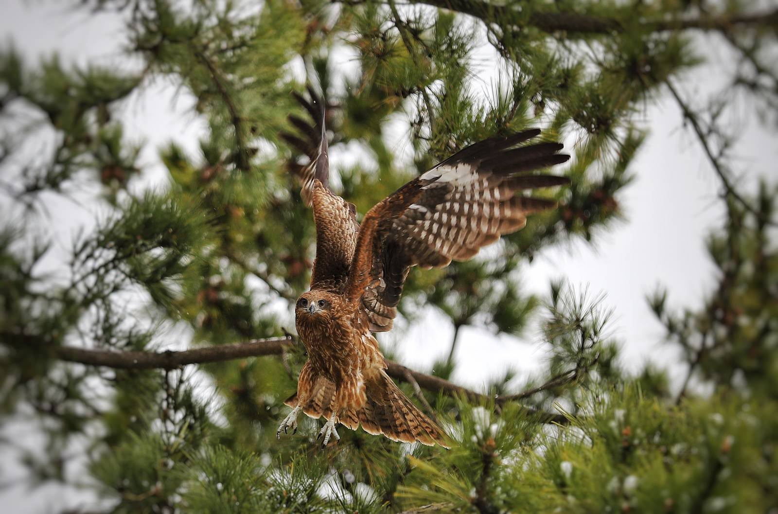 A hawk spreading its wings and taking flight from a coniferous tree branch