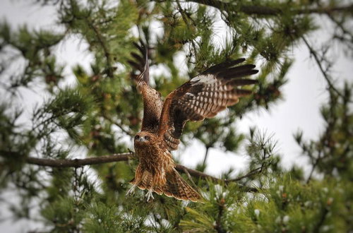 針葉樹の枝から飛び立つ鷹の躍動的な瞬間