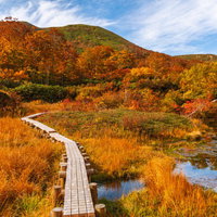 シラタマノキ湿原の紅葉と木道の写真