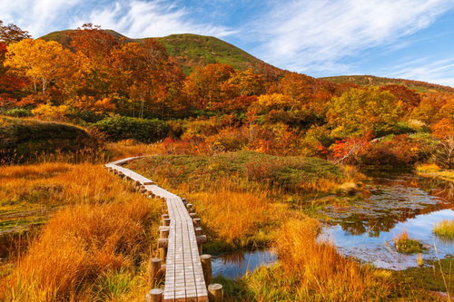 シラタマノキ湿原の紅葉と木道