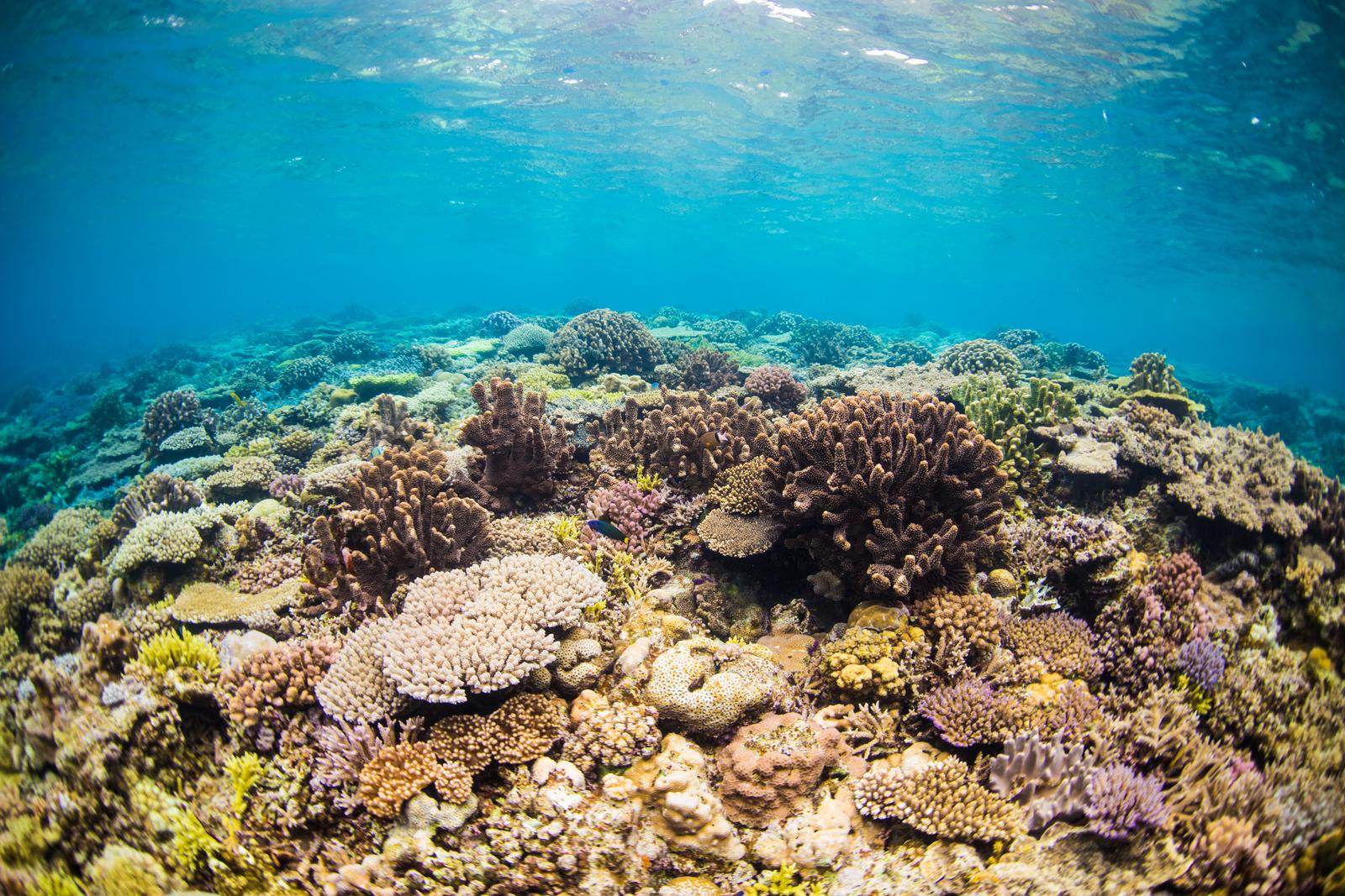 沖縄の水納島のサンゴ礁が群生する透き通った海中の風景