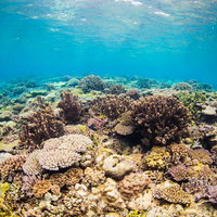 水納島の透き通る海に広がるカラフルなサンゴ礁の写真