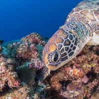 沖縄の珊瑚礁の海を泳ぐ海亀の優雅な姿の写真