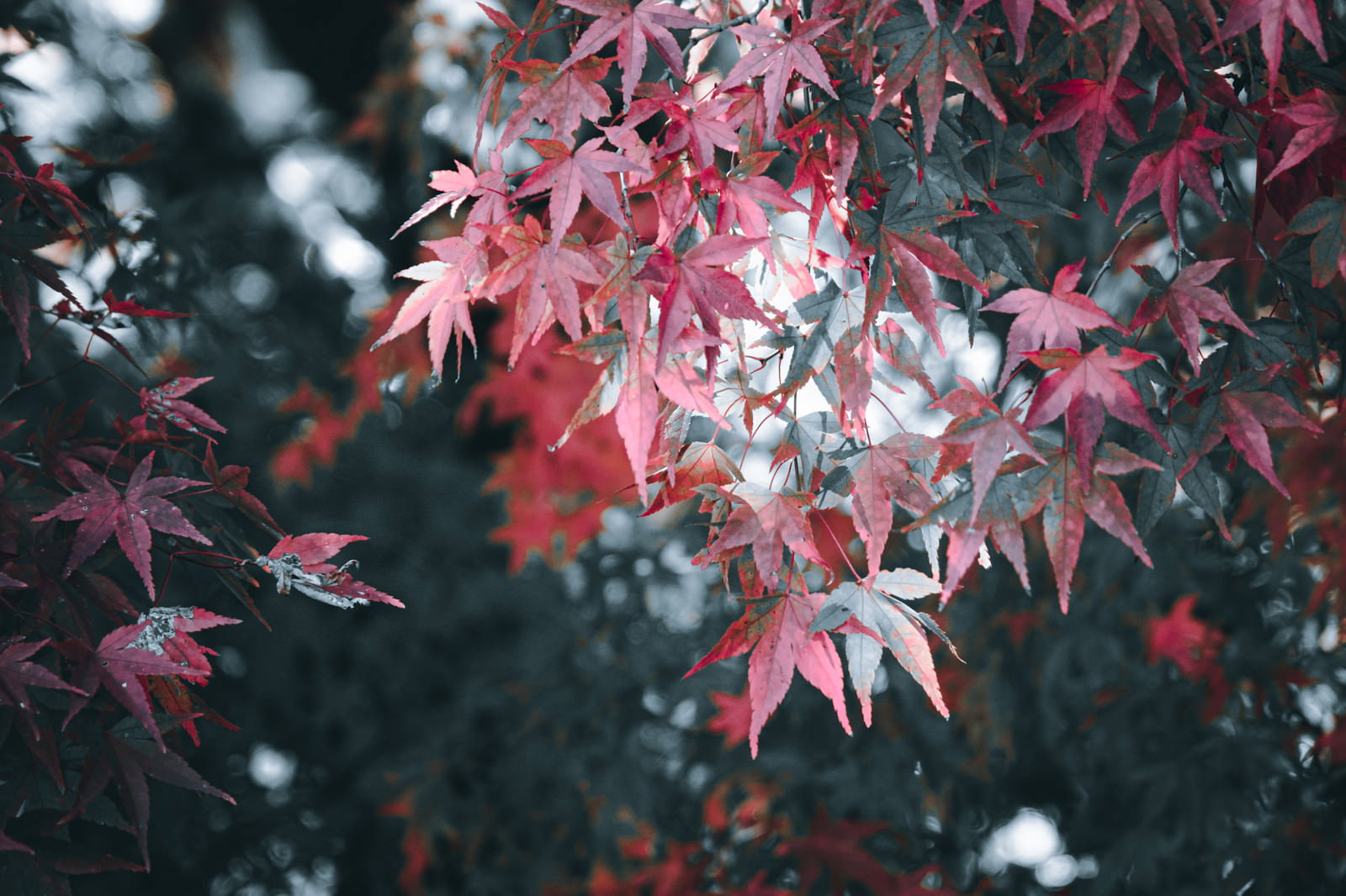 赤く紅葉したモミジの葉が重なり合って写っている