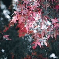 秋深まる赤く染まったモミジの紅葉 落葉樹の季節の移ろいの写真