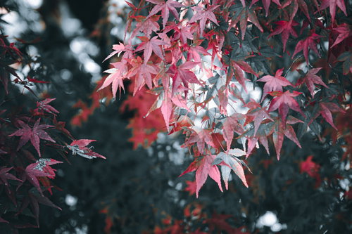 秋深まる赤く染まったモミジの紅葉 落葉樹の季節の移ろい
