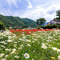 畑の畔に咲く白い野花と緑の山々の写真