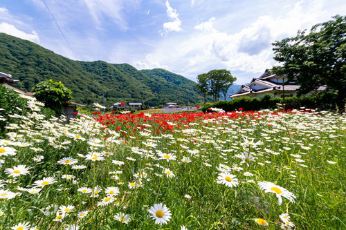 畑の畔に咲く白い野花と緑の山々