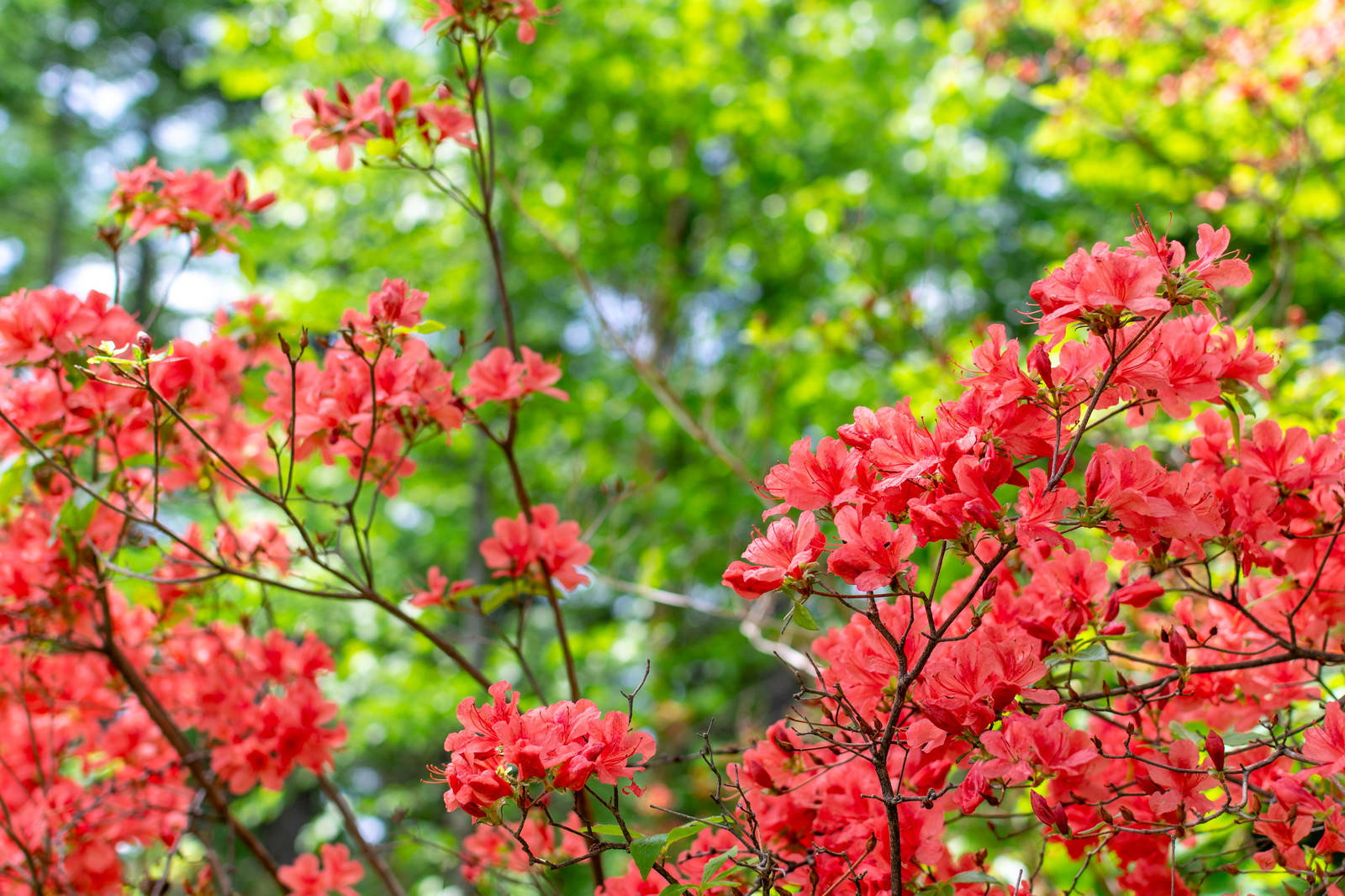 緑の葉を背景に鮮やかな赤い花を咲かせるレンゲツツジ