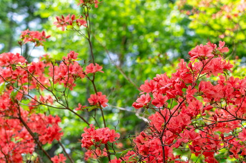 白樺平のレンゲツツジ群生風景