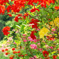 赤く色鮮やかに咲くアザレア（西洋ツツジ）の写真