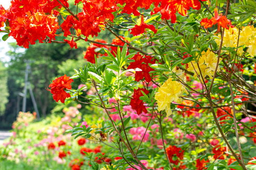 赤く色鮮やかに咲くアザレア（西洋ツツジ）