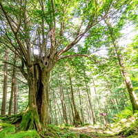 美ヶ原の森で木漏れ日に照らされるトガの親木の写真