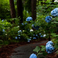 梅雨の遊歩道沿いに咲く紫陽花の写真