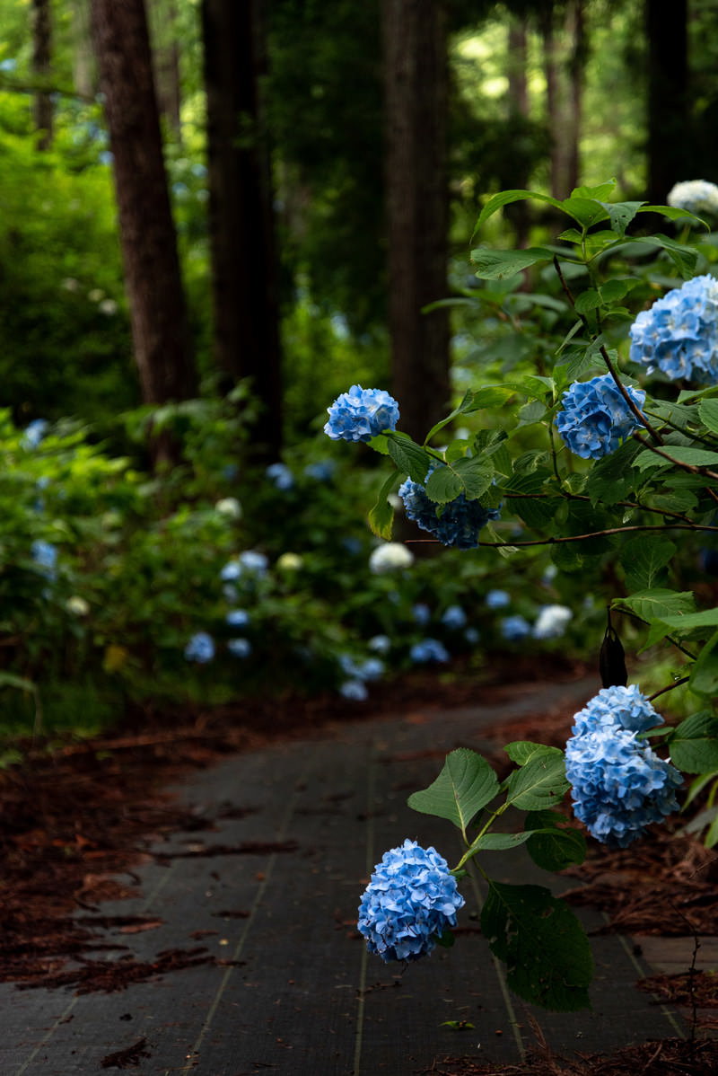 森の遊歩道沿いに青い紫陽花が咲いている自然風景