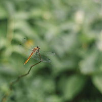 安達太良山で見かけた赤とんぼ、細い枝に止まる夏の昆虫の写真