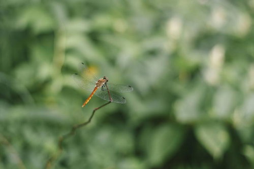 安達太良山で見かけた赤とんぼ、細い枝に止まる夏の昆虫