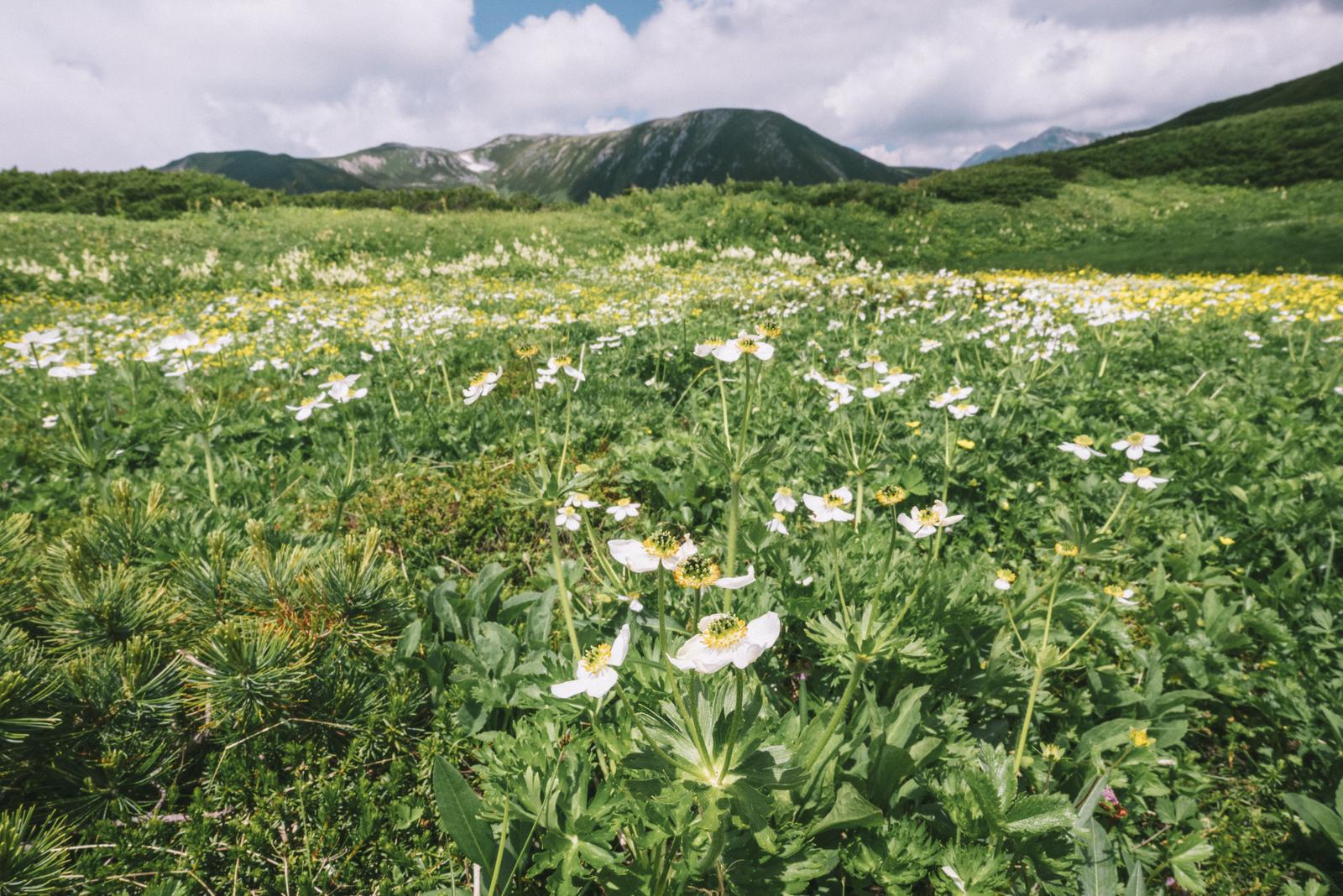 笠ヶ岳の弓折尾根で白いハクサンイチゲが群生する高山植物の写真
