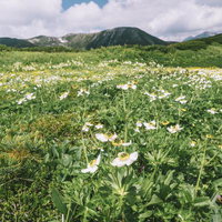 ハクサンイチゲが咲き乱れる笠ヶ岳の弓折尾根の写真