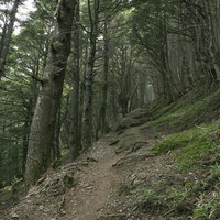 南アルプスの木々のトンネルの写真