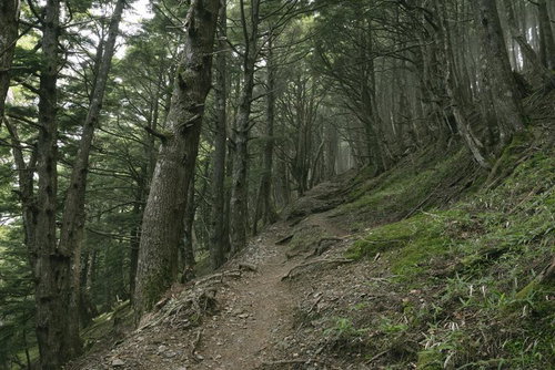 南アルプス鳳凰三山の木々のトンネルが続く登山道