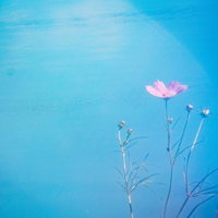 開花はじめの秋桜と蕾が並ぶ風景、ピンク色のコスモスと白い蕾の写真