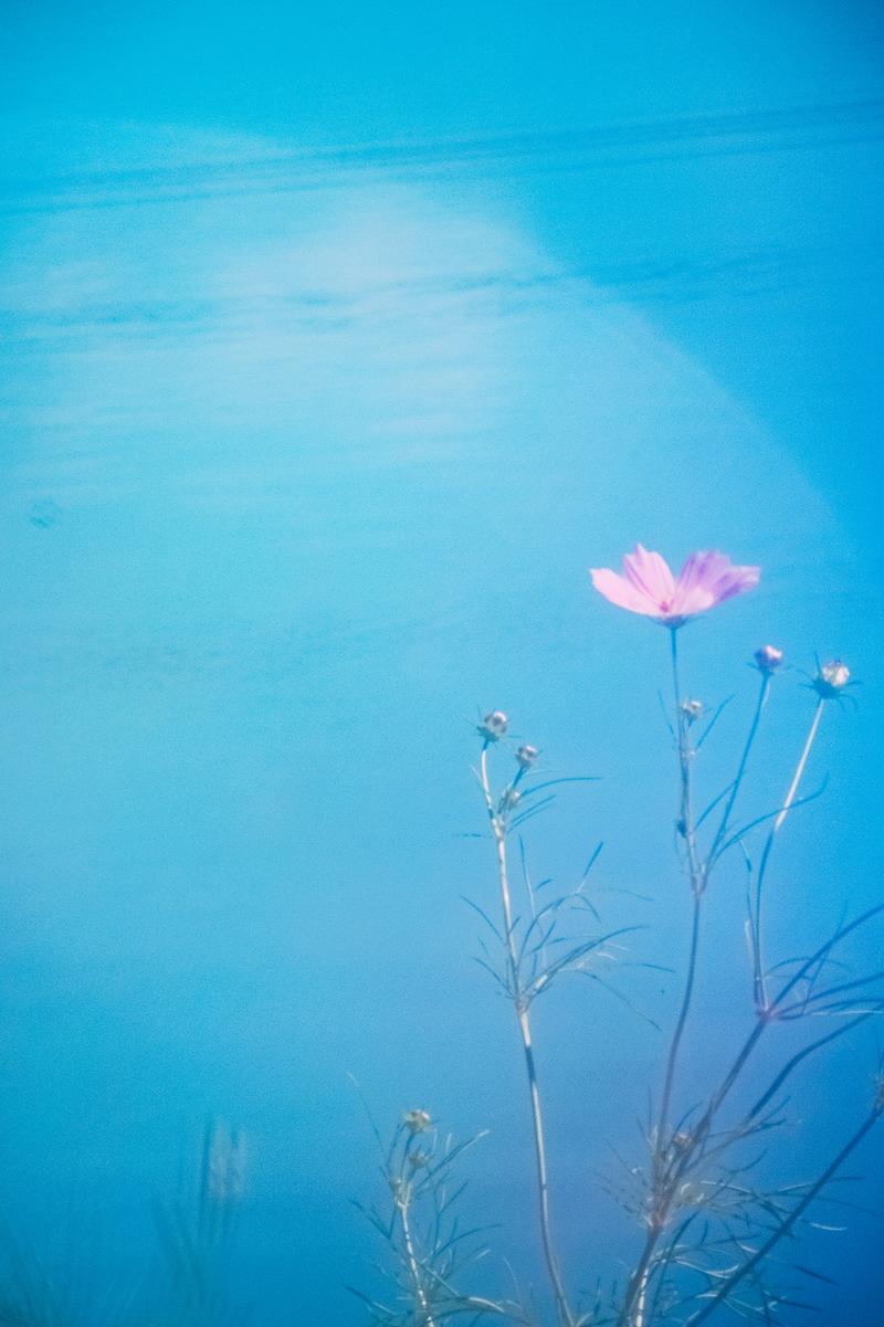 青空を背景にピンク色のコスモスが一輪咲き、周囲に蕾がついた複数の茎が並ぶ