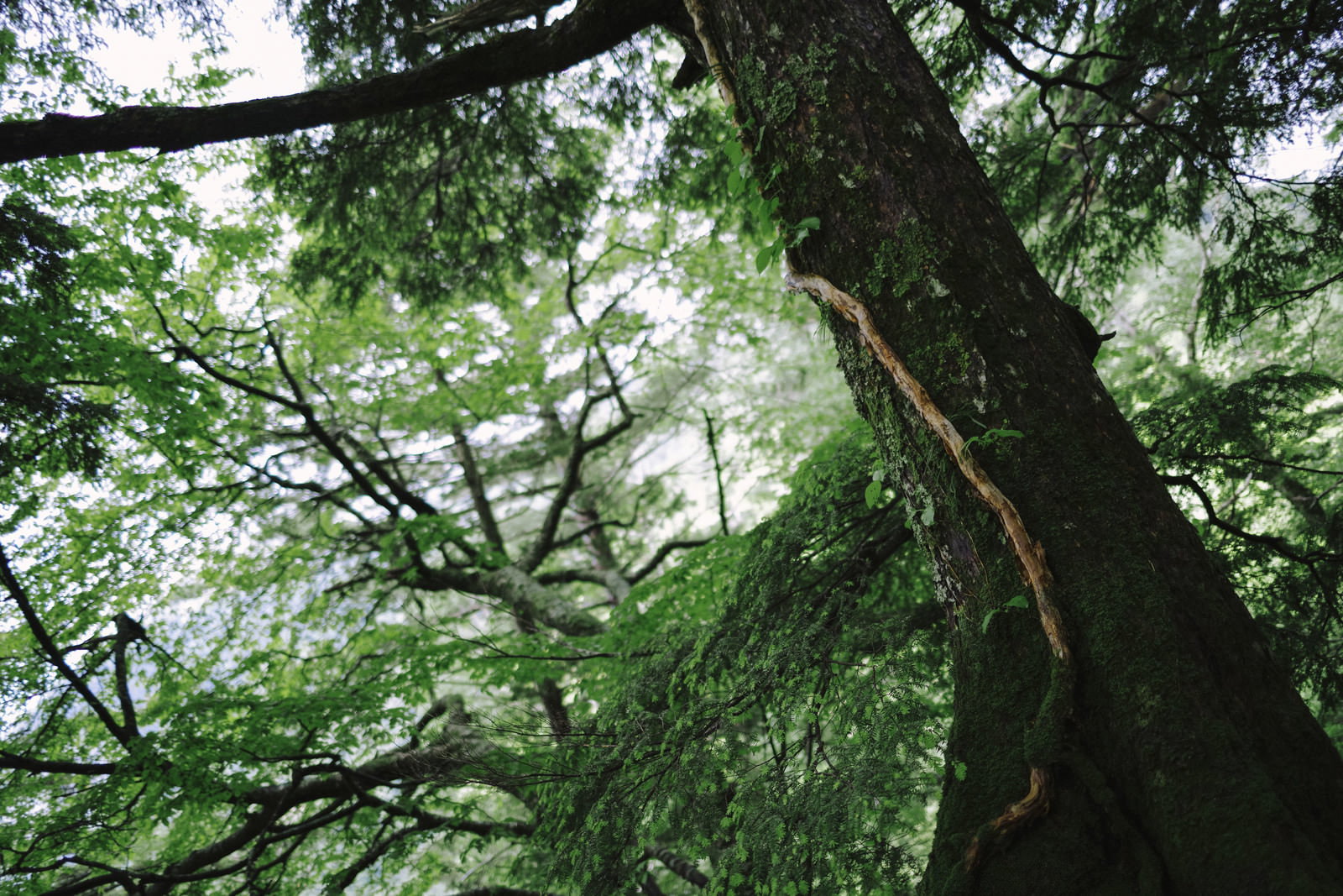 太い幹の大木に他の樹木が絡みつくように成長する森林の様子