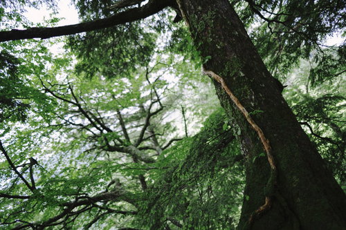 焼岳の大木にまとわりつく木々｜日本百名山の森林風景
