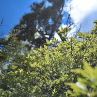 高妻山で撮影した日差しに輝く新緑の葉と青空の写真