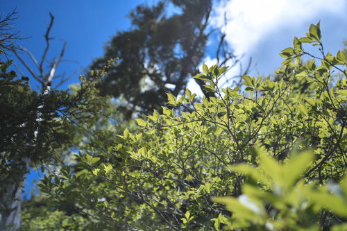 高妻山で撮影した日差しに輝く新緑の葉と青空