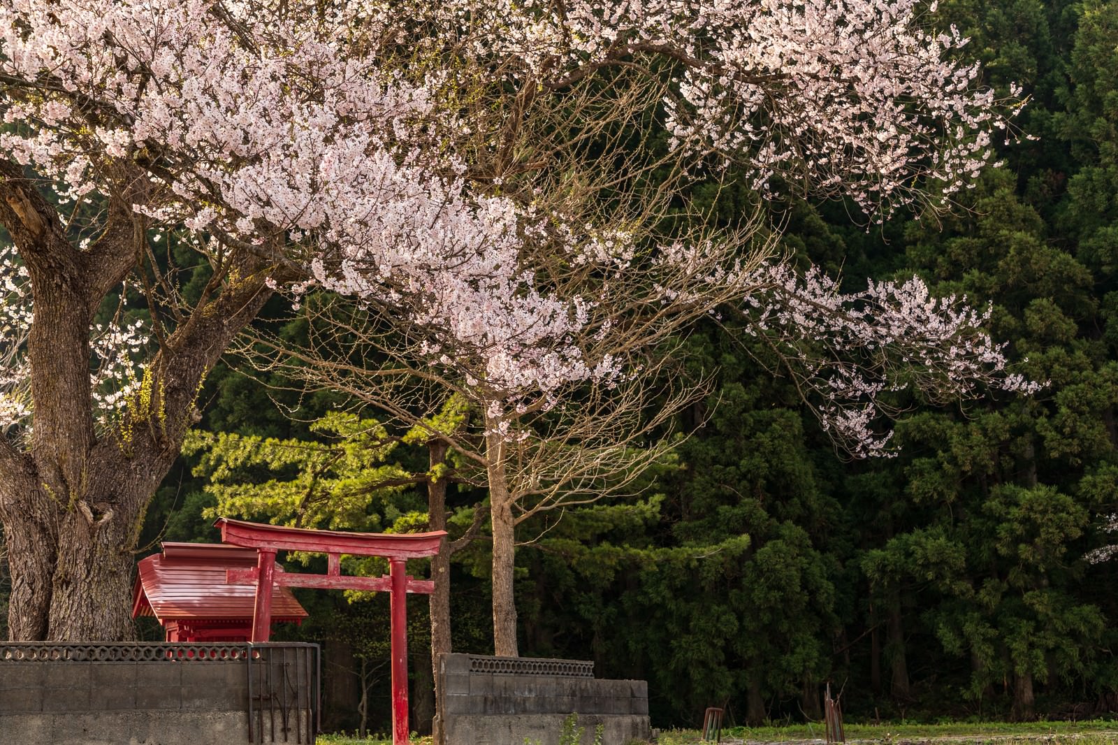 満開の桜の木の下にある赤い鳥居と小さな祠